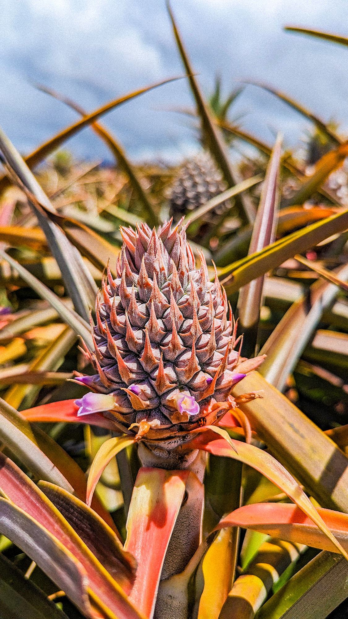 Peace of Maui Golden Pineapple 
