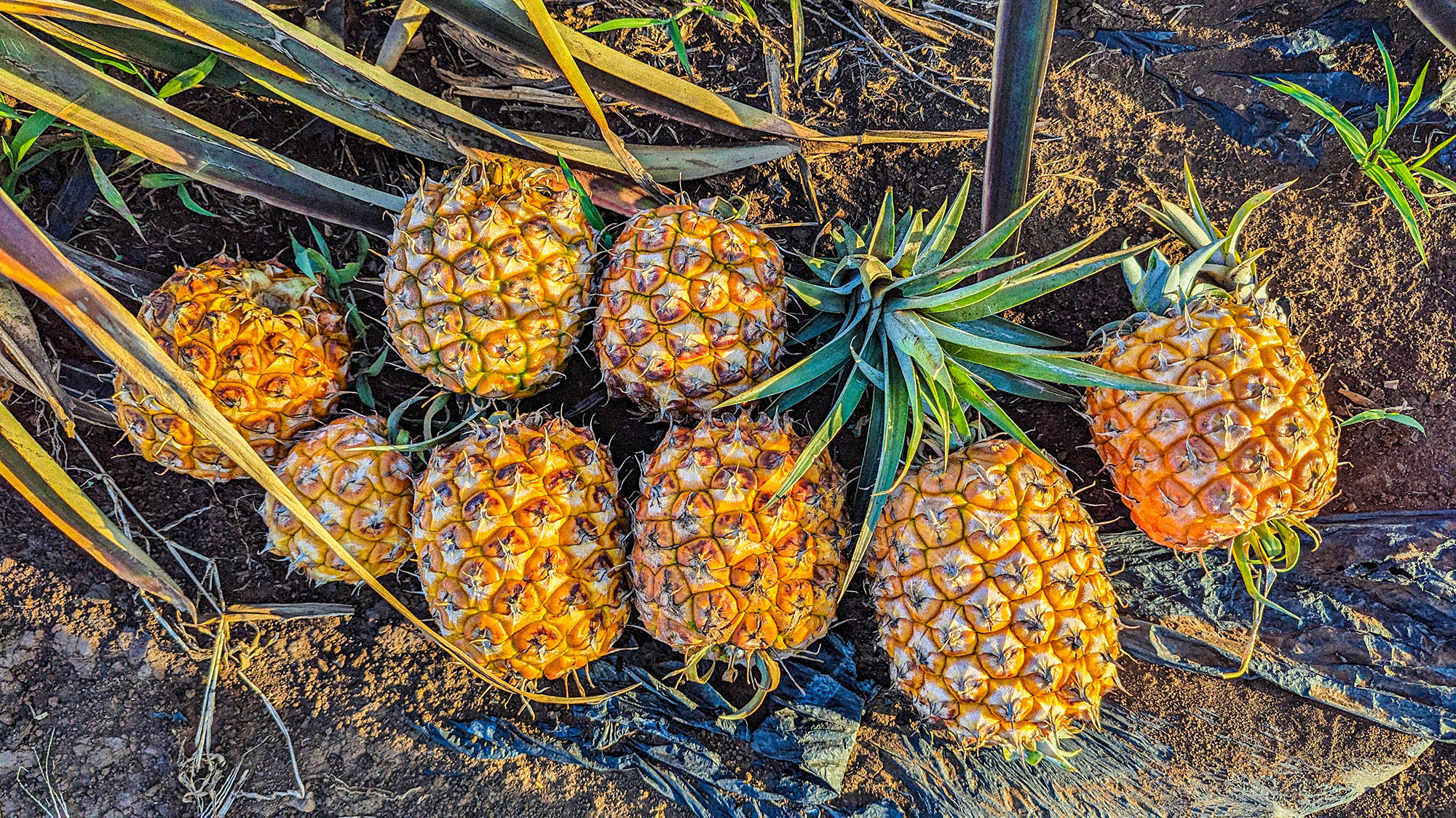 Peace of Maui Pineapple 
