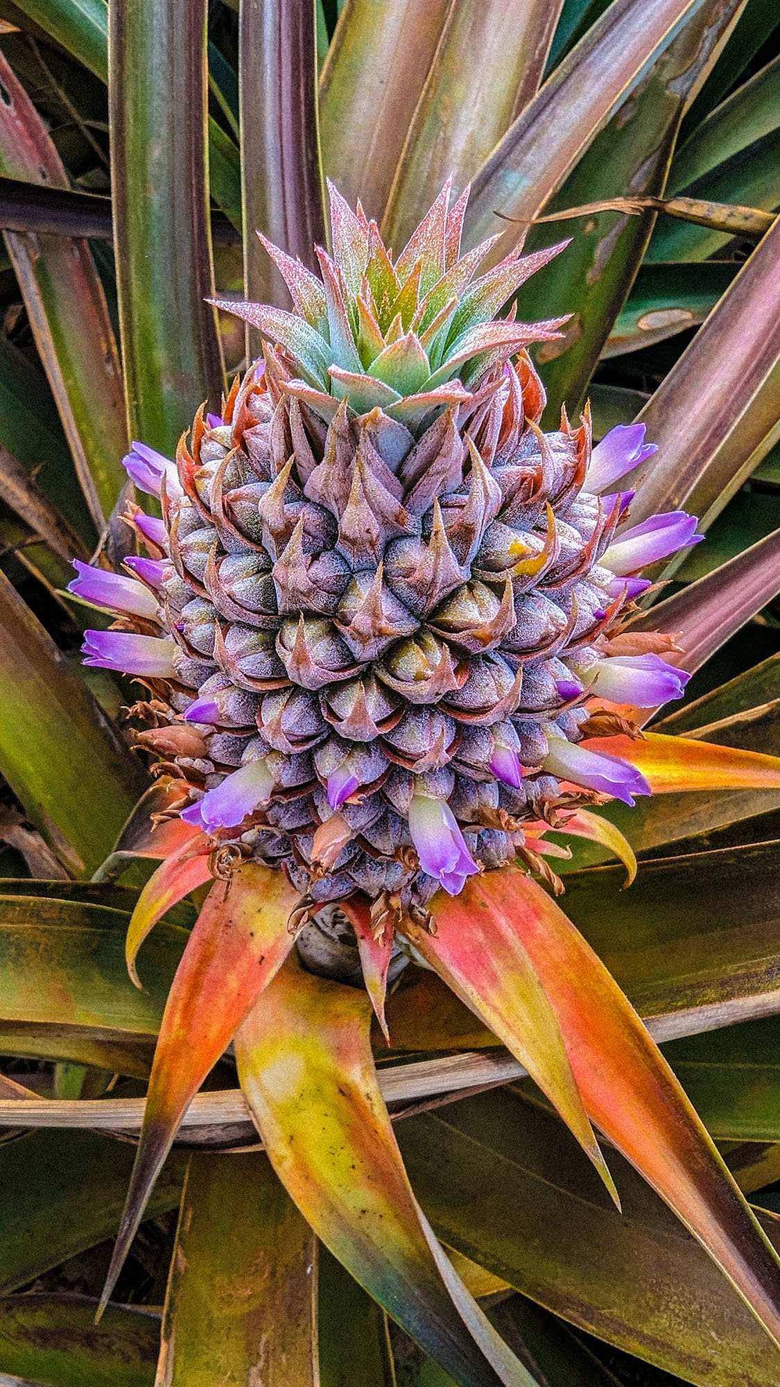 Peace of Maui Pineapple 